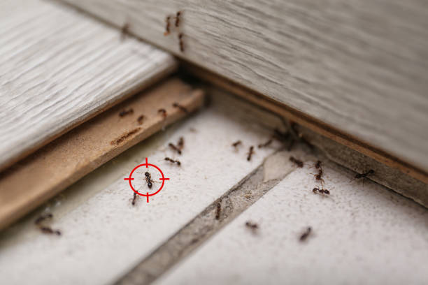 Best Wasp Removal Services  in Eulyptus Hills, CA