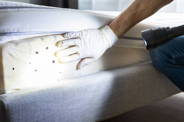 Best Termite Control Services  in Eulyptus Hills, CA