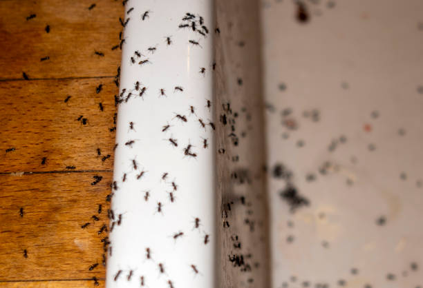 Flea Control Services in Eucalyptus Hills, CA