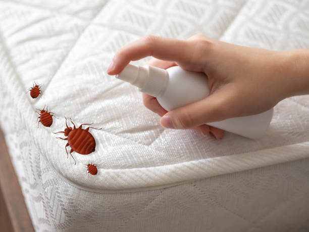 Best Ant Control Services  in Eulyptus Hills, CA