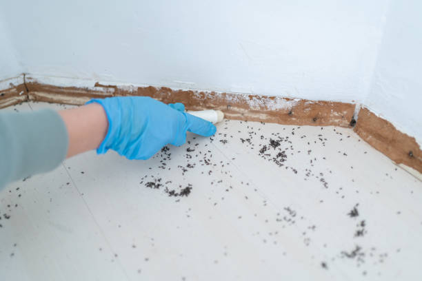 Best Residential Pest Control  in Eulyptus Hills, CA